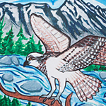 image showing Coloroption Osprey